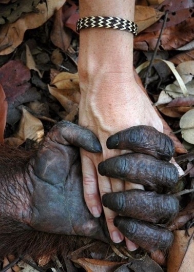 this isn't happiness™ (I got you babe), Peteski #touch #grasp #fingers #human #primate #orangutan #photography #hand #love