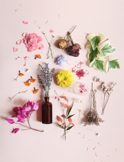 Guest Blog – The Design Files #everett #luci #photography #organic #flowers