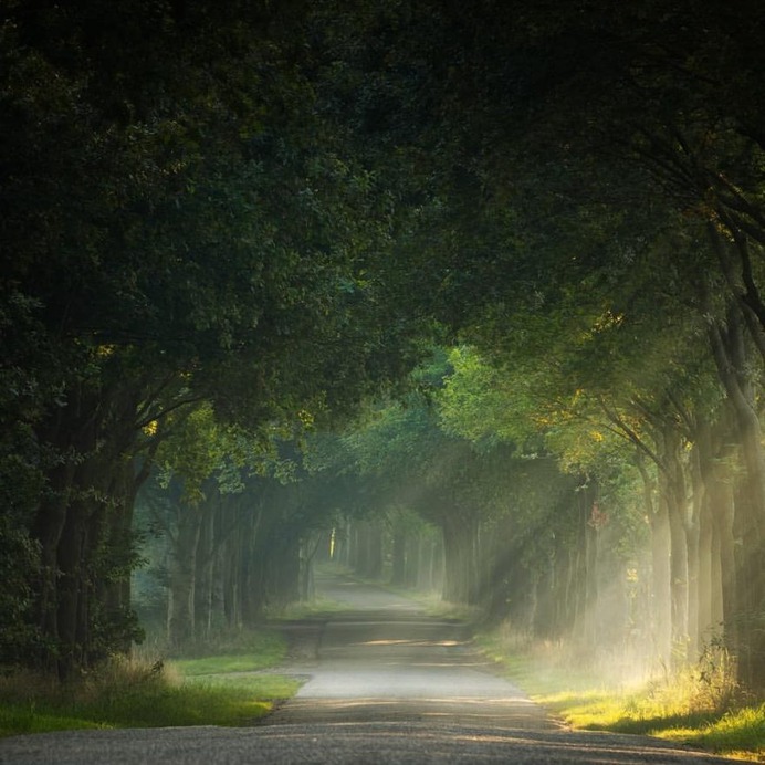 Absolutely Magical and Beautiful Forest Photography by Martin Podt