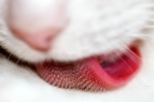 METROPLASTIQUE imagined by SupaKitch & Koralie #cats