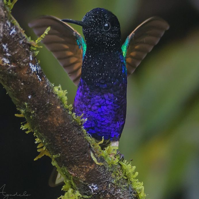 #bestbirdshots: Colorful Birds of Colombia by Luis Fernando Agudelo