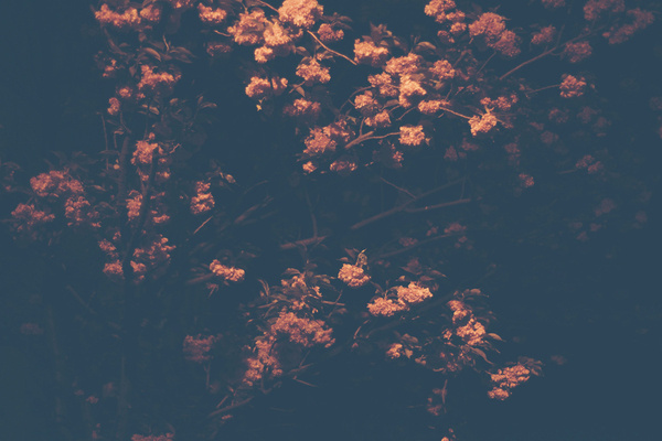 Cherry_Tree_Berlin_01 #night #photography #tree