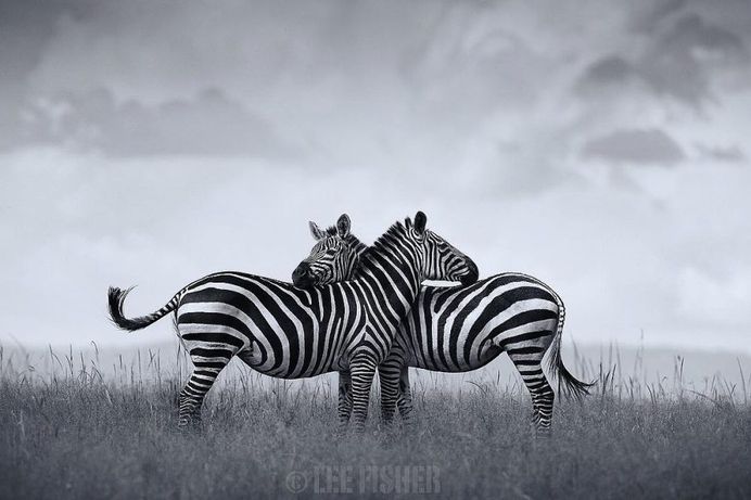 Animal Portraits by British Wildlife Photographer Lee Fisher