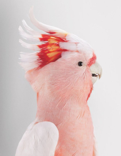cockatoo