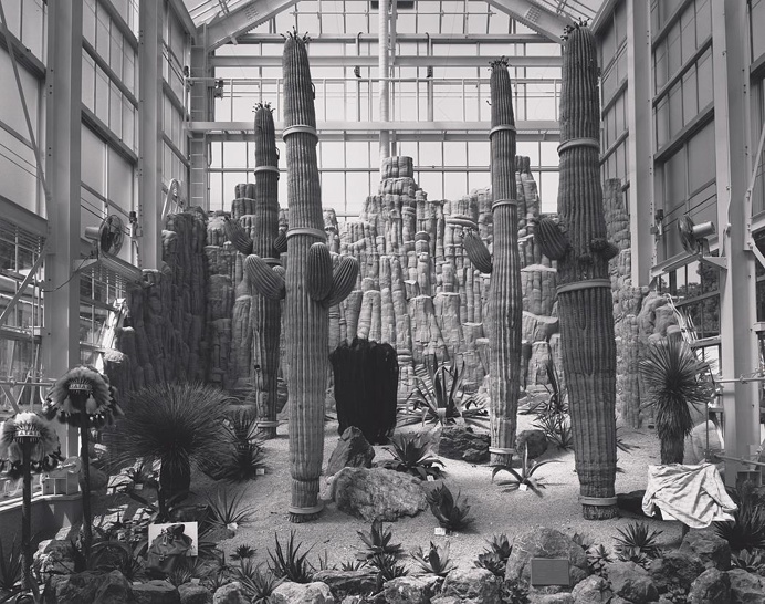 Photograph By saguaros