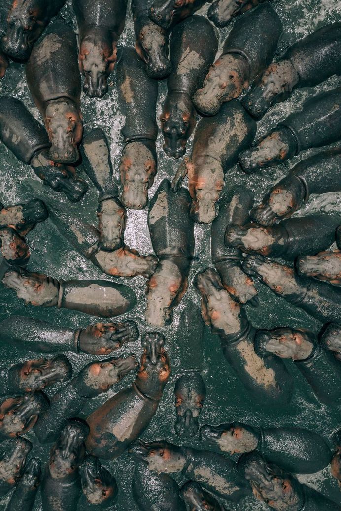 Hungry Hungry Hippos, Martin Sanchez