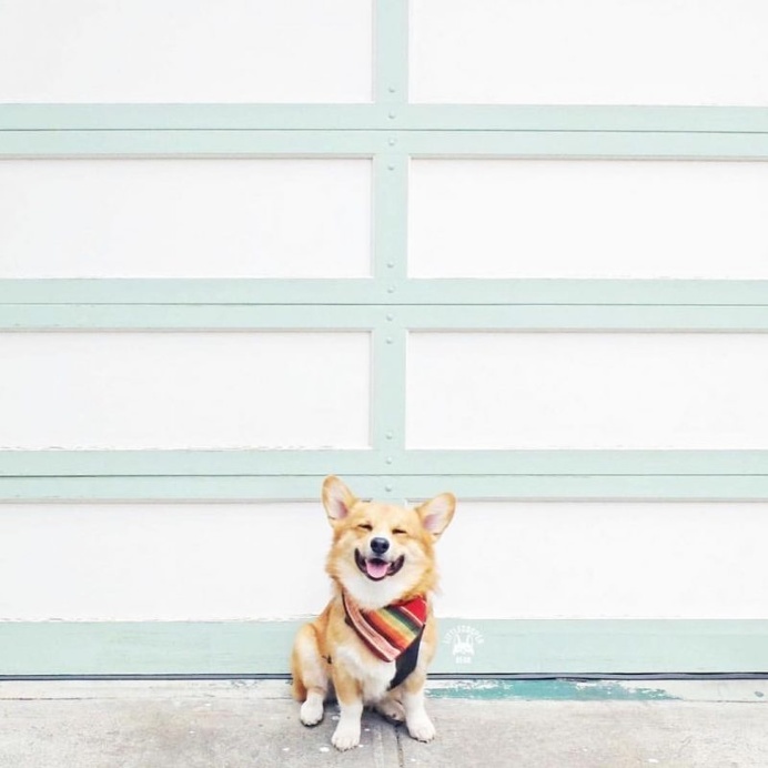 Minimal Pup Instagram Account: Tiny Pups in Big Places