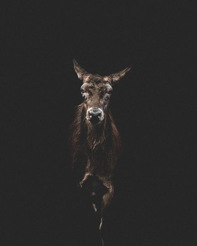 #folkscenery: Adorable Animal Portrait Photography by Douglas Fir
