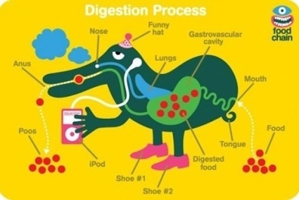 0adigestionprocesse.jpg (JPEG Image, 425x284 pixels) #poos #ipod #process #food #digestion #chain #lungs #anus