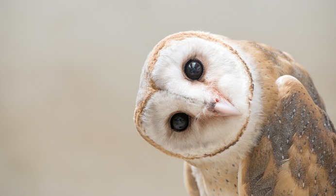 Owls-and-humans-utilize-the-same-visual-processing-strategy.jpg (2205×1286)