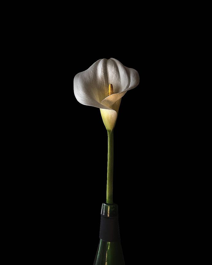 Fine Art Flower Photography by Cristiane Teston