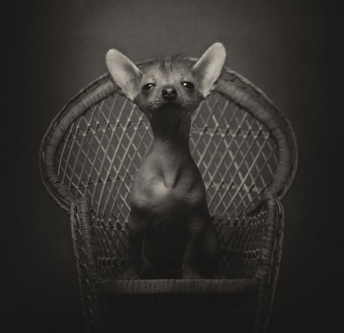 Dramatic Portraits Of Animals Expression Like Human Emotions #animal photography #Cute Dog #Portrait Photography
