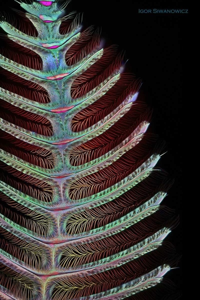 Mindblowing Macro Photography of Insect Appendages by Igor Siwanowicz