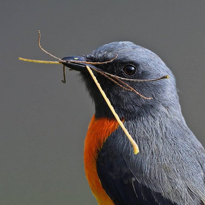 Birds of India: Fantastic Bird Photography by Ramakant Kulkarni