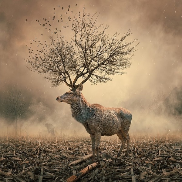 The Collective Loop - Caras Lonut: Surreal Phot Manipulations #deer #lonut #photography #manipulations #caras