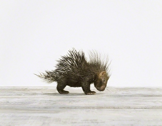 Baby Porcupine - Sharon Montrose - Animal Photos - Wildlife Photography - Limited Edition Prints - Nursery Decor -Wall Decor -Gift Ideas - Unique Gift #montrose #photography #sharon #porcupine