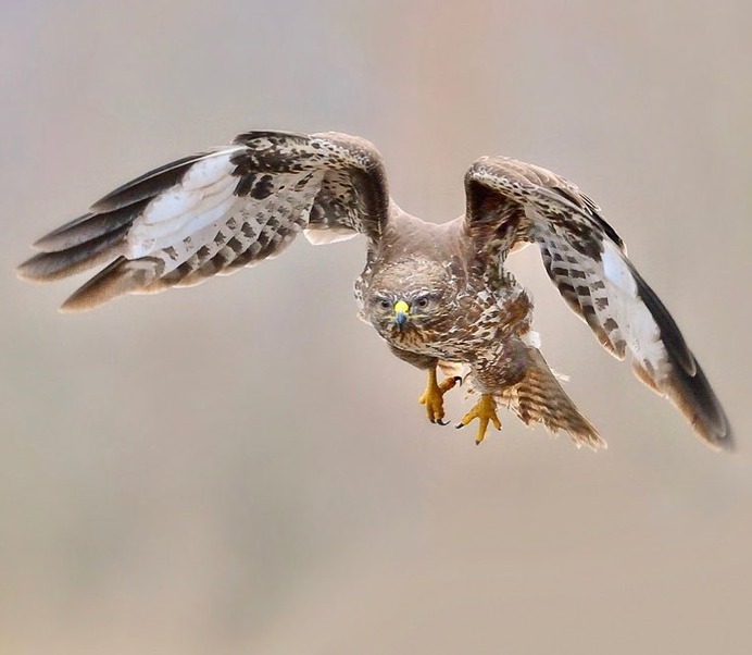 #birdstagram: Graceful Bird Photography by Peter Kühn