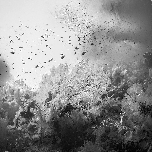 http://farm6.static.flickr.com/5229/5600622826_6736688bbb_z.jpg #photography #underwater