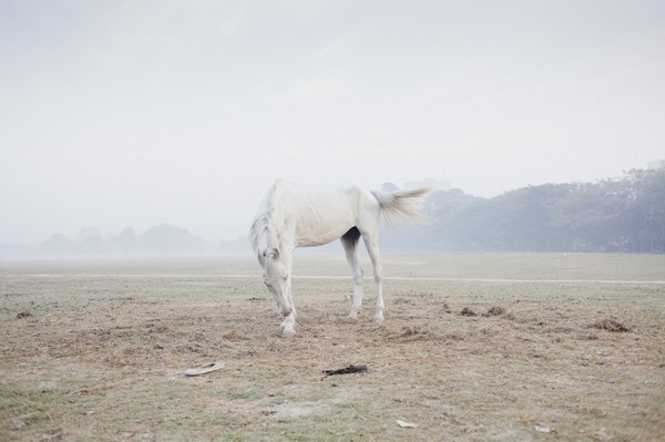 Sarker Protick — Some Place Else #photography #horse
