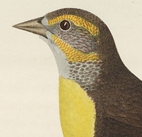 Yellow-headed blackbird Female.jpg (Immagine JPEG, 285x276 pixel) #illustration #bird
