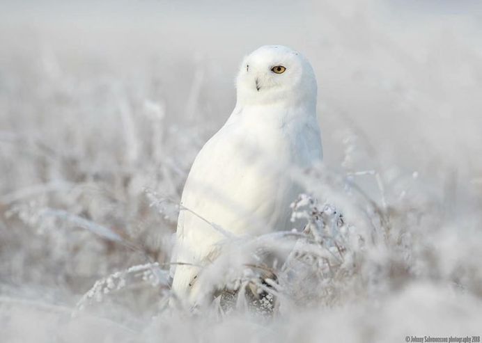 Majestic Photographs of Owls by Johnny Salomonsson