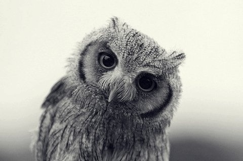 I was never Elvis » Every Reason to Panic #owl