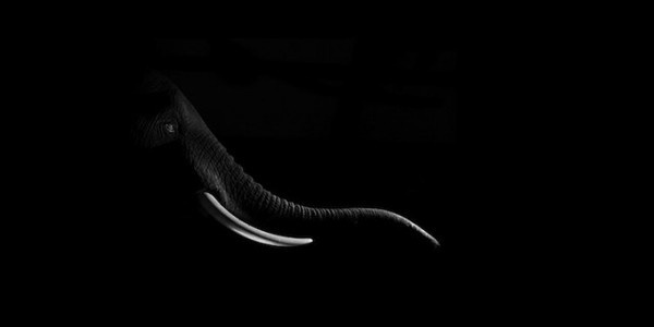 CJWHO ™ (Dramatic Portraits of Animals The American...) #white #dramatic #black #stuffed #photography #portrait #and #animals