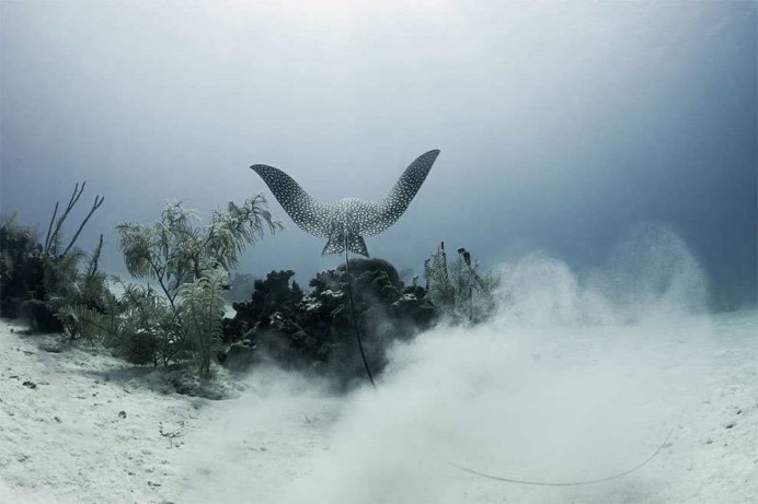 Finalists of The Royal Society Publishing Photography Competition 2016
