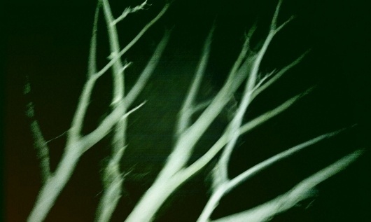 czegobrak+mi.jpg (1600×959) #night #light #tree