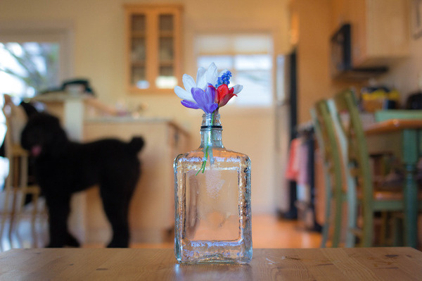 Flowers / Home #photo #home #photograph #photography #flower #vsco