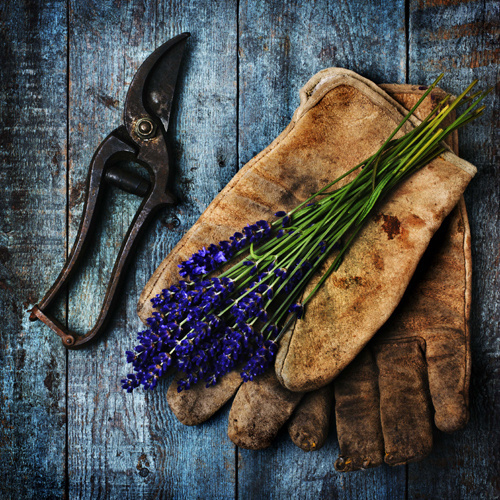 Ruth Beresford #photography #floral