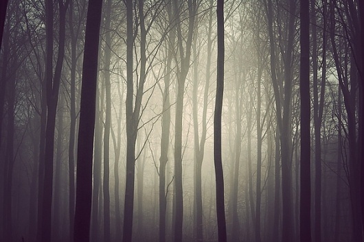 The Trees on the Behance Network #fog #tree #holtermand #kim #photography #nature #forest