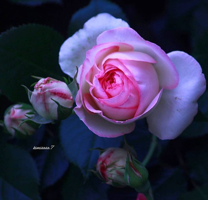 Beautiful Pictures of Roses by Kimi Sasa
