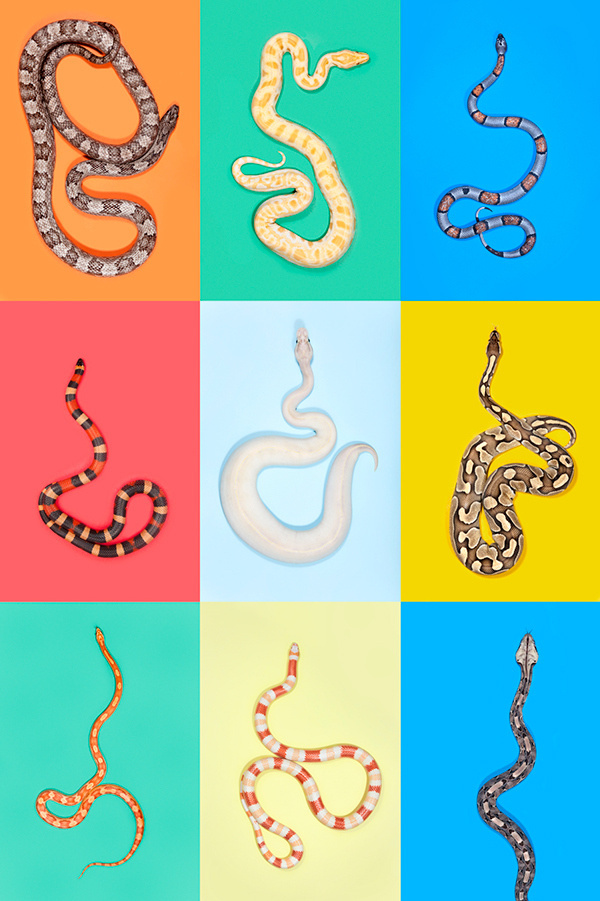 Slitherstition by Andrew McGibbon #snakes #colors #stripes