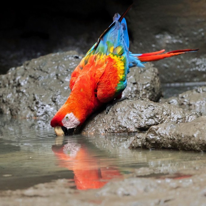 #your_best_birds: Beautiful Birds of India by Thirumoorti Ra