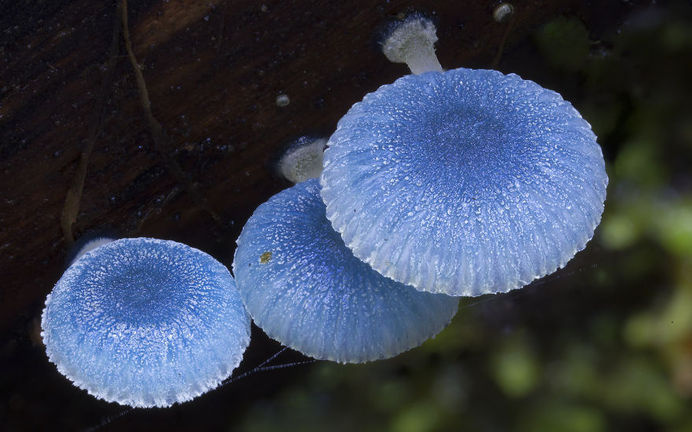 World Of Australian Mushrooms Photography by Steve Axford #nature photography #Mushroom photos #macro photography
