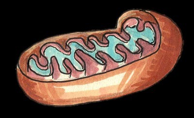 https://biomolecula.ru/authors/26279