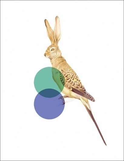 Odd Animals : - tor weeks - director of art #inspiration #design #animals