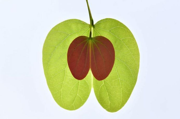 Green Apple by Zhang Lihua