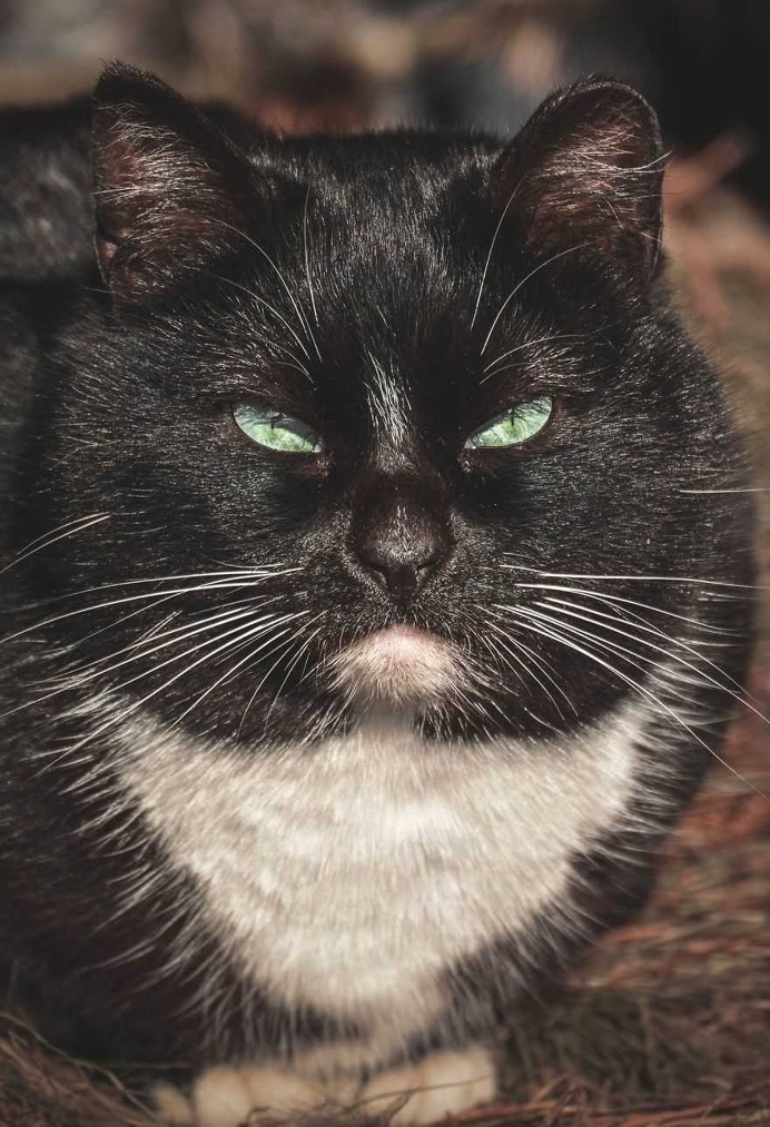 Gabriel Khiterer Captures Majestic Portraits of Stray Cats