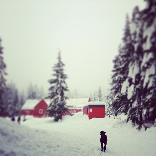 Photo by jagnagra #snow