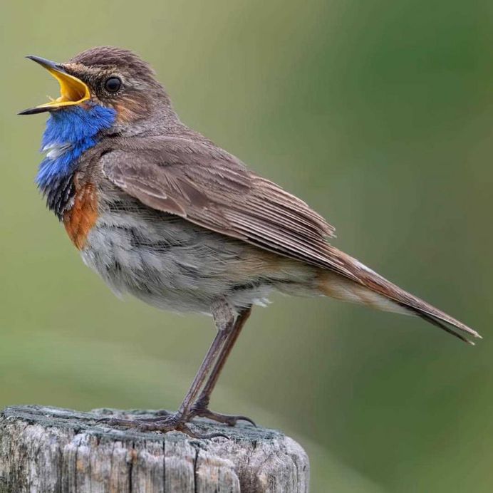 #planetbirds: Colorful Birds Photography by Rob van Mourick