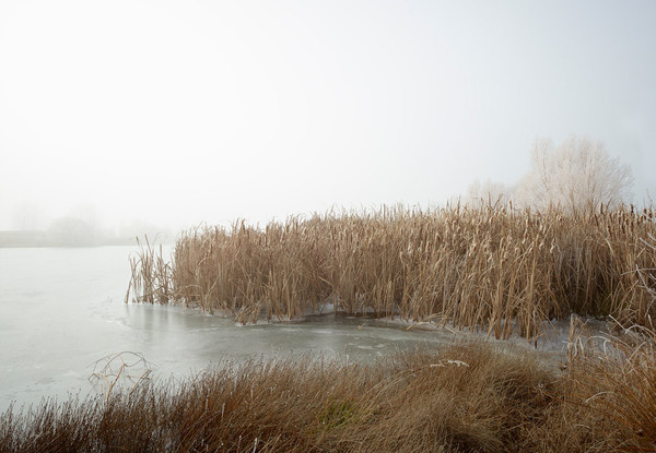 Frozen Trees New Zealand by Peter Clarke Photography Australia #zealand #frozen #landscape #mist #moody #ice #trees #new