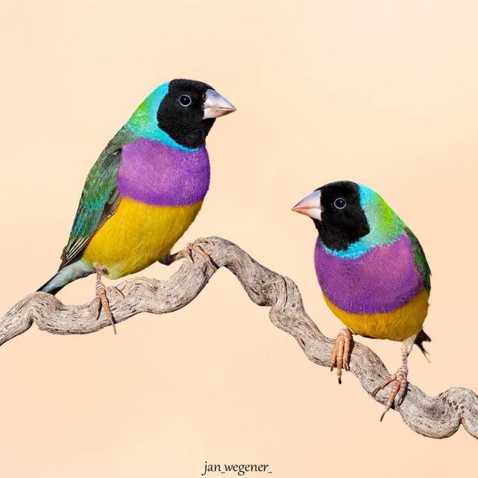 #birdsofaustralia: Adorable Bird Photography by Jan Wegener