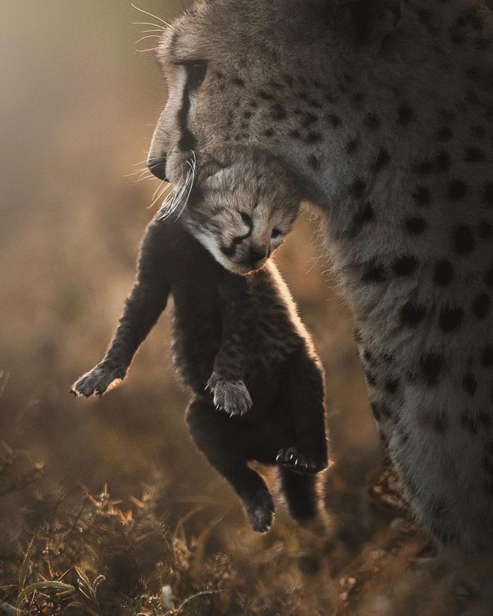 Dramatic Portraits of Wildlife Big Cats by Shaaz Jung