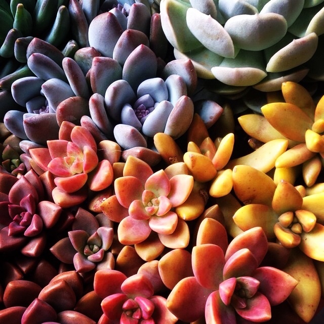 all the colours