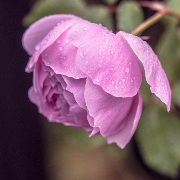 Hisashi Suga Captures The Beauty of Japan's Brilliant Wildflowers