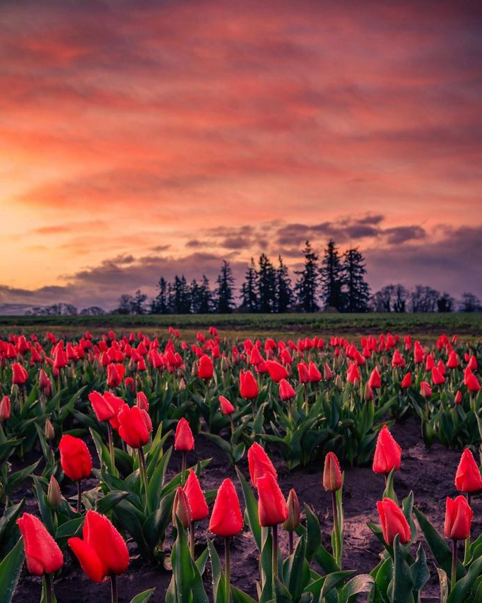 Jake Egbert Captures The Beauty at The Wooden Shoe Tulip Festival