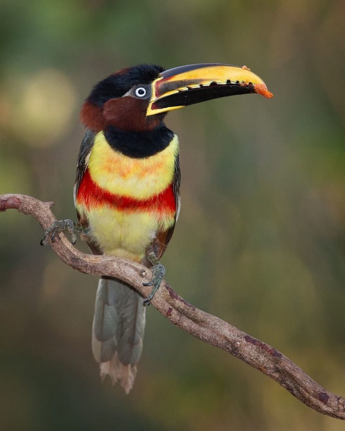 Amazingly Beautiful Birds Photography by Corey Hayes