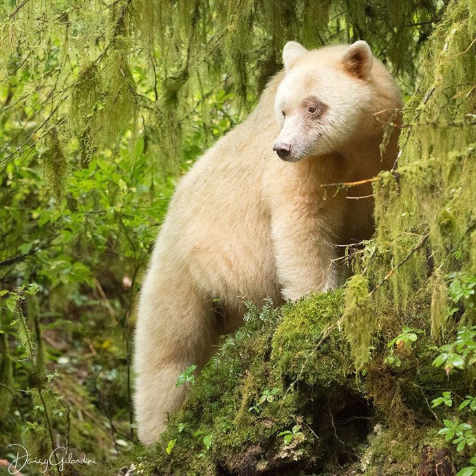 Amazing Portraits of Wild Animals by Daisy Gilardini